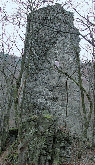 Fenyőkosztolány